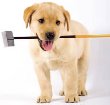 dog waste clean up service